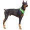Domestic Animals Coloring Pages