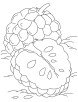 Sugar apple coloring pages | Download Free Sugar apple coloring pages