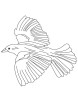 Eurasian blackbird coloring page | Download Free Eurasian blackbird
