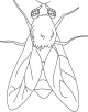 House Fly Coloring Pages | Download Free House Fly Coloring Pages for ...