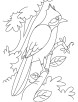 A nightingale bird watching coloring page | Download Free A nightingale
