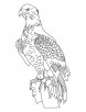 National Bird Bald Eagle coloring page