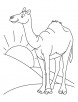 Camel picture to color coloring page