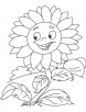 Sunflower bunch coloring page