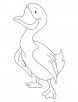 Commander duck coloring page
