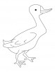 Mallard duck coloring page