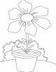 Cosmos Flower Coloring Page