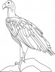 African hooded vulture coloring page