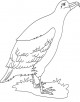 Albatross Coloring Page