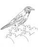 American crow coloring page