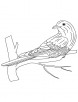 Asian emerald cuckoo coloring page