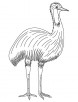 Australian bird coloring page