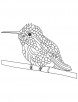Black chinned hummingbird coloring page