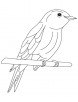 Bluebird of happiness coloring page