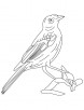 Bronzed cowbird coloring page