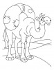 Camel on a long journey coloring page