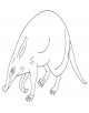 Aardvark coloring page