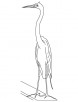 Chinese egret coloring page