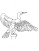 Double crested Cormorant coloring page