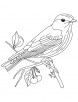 Eastern bluebird coloring page