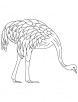 Farmed emu coloring page