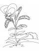 Goldenrod and visiting butterfly coloring page