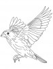 Grosbeak in flight coloring page