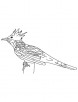 Guira cuckoo coloring page