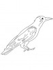 Intelligent crow coloring page