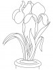 Iris garden flower coloring page