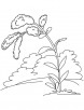 Kentucky state flower goldenrod coloring page