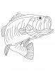 Alabama State Freshwater Fish Largemouth Bass