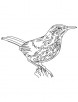 Long tailed brown thrasher coloring page