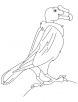New world vulture coloring page