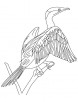 Red legged cormorant coloring page
