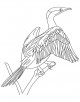 Cormorant Bird Coloring Page