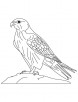 Saker Falcon coloring page