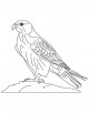 Falcon Coloring Page