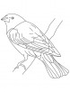 Screaming cowbird coloring page