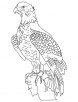 Wedge tailed eagle coloring page