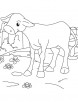 A baby calf coloring page
