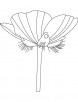 A buttercup flower coloring page