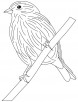 A cute goldfinch coloring page