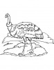 Australian Emu coloring page
