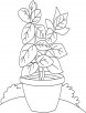 Basil vase coloring page