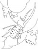 Beetle surviving on petal coloring pages