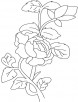 Begonia plant coloring page
