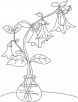 Bellflower in pot coloring page
