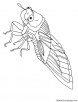 Big eye Cicada coloring page