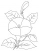 Bindweed flowers coloring page